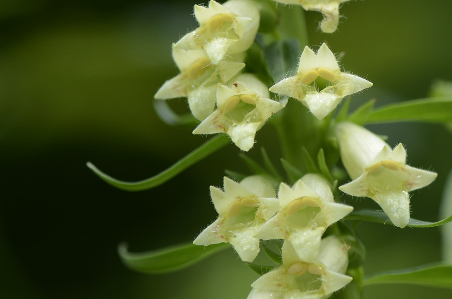 Digitalis lutea / Digitale gialla piccola